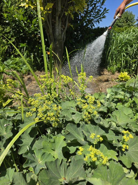 Entspannt in den Urlaub – dank PflanzenBoost! 🌱☀️💧